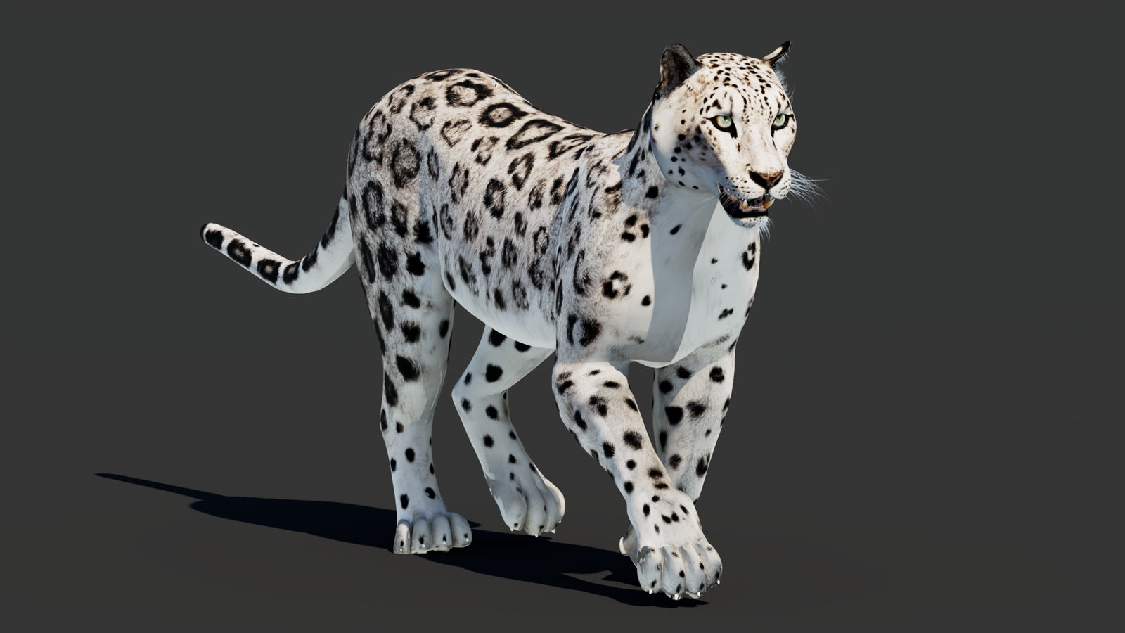 Snow Leopard 3D Model Animated 360° view 2 frame 13