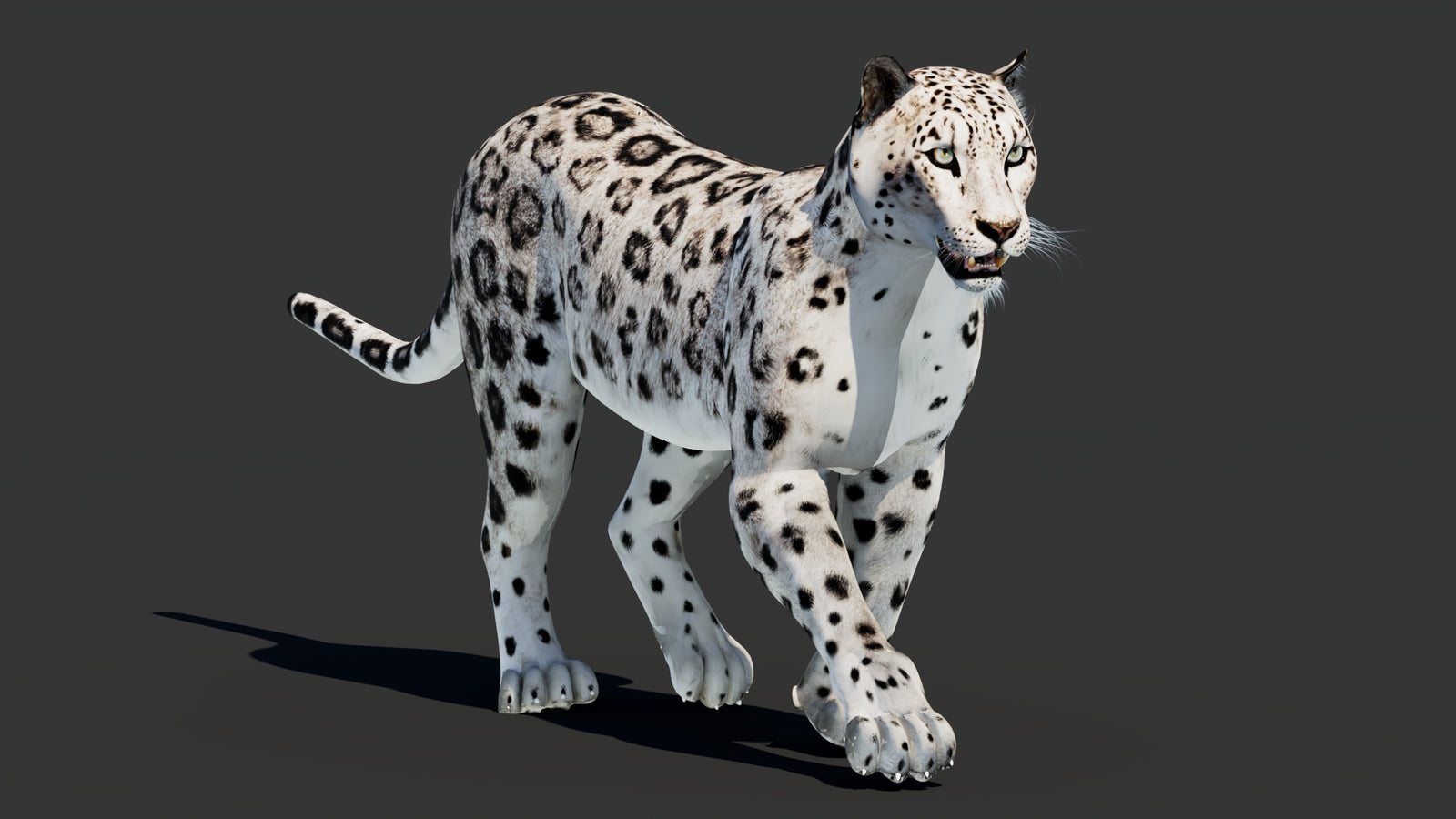 Snow Leopard 3D Model Animated 360° view 2 frame 15