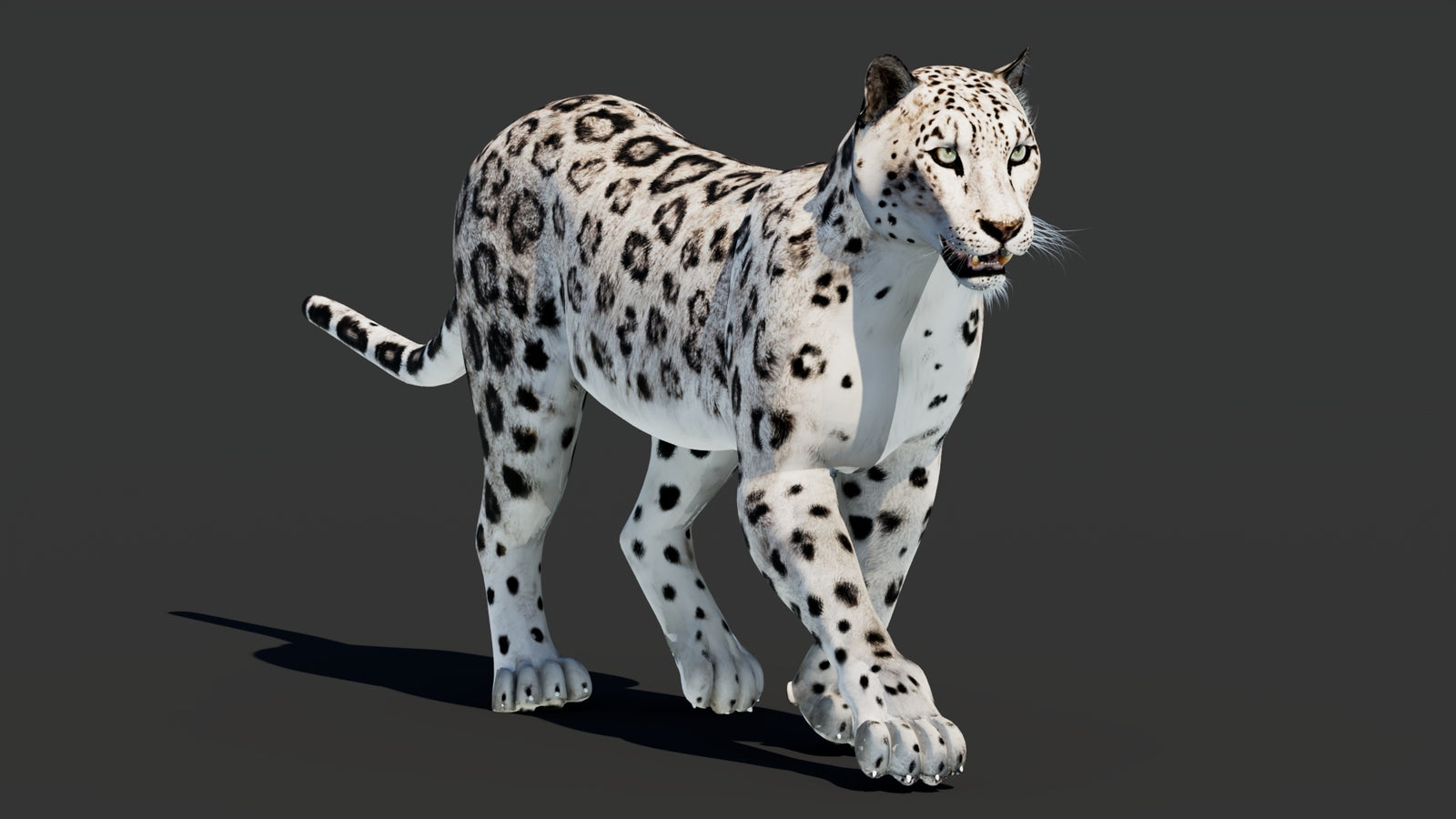 Snow Leopard 3D Model Animated 360° view 2 frame 16
