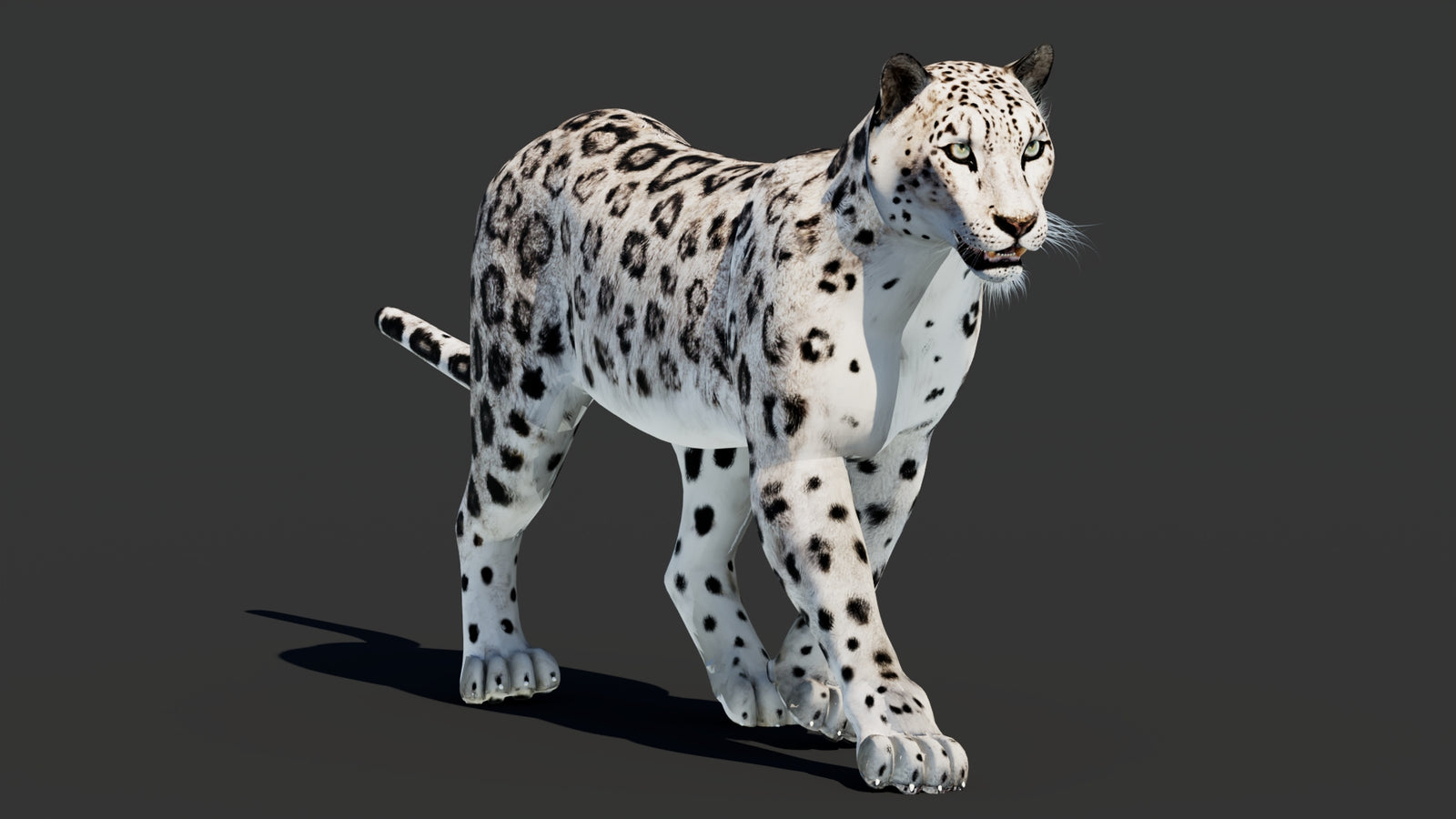 Snow Leopard 3D Model Animated 360° view 2 frame 21