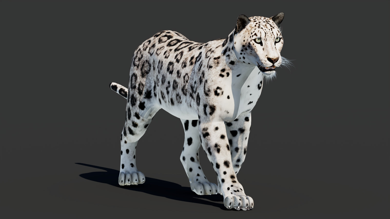 Snow Leopard 3D Model Animated 360° view 2 frame 24