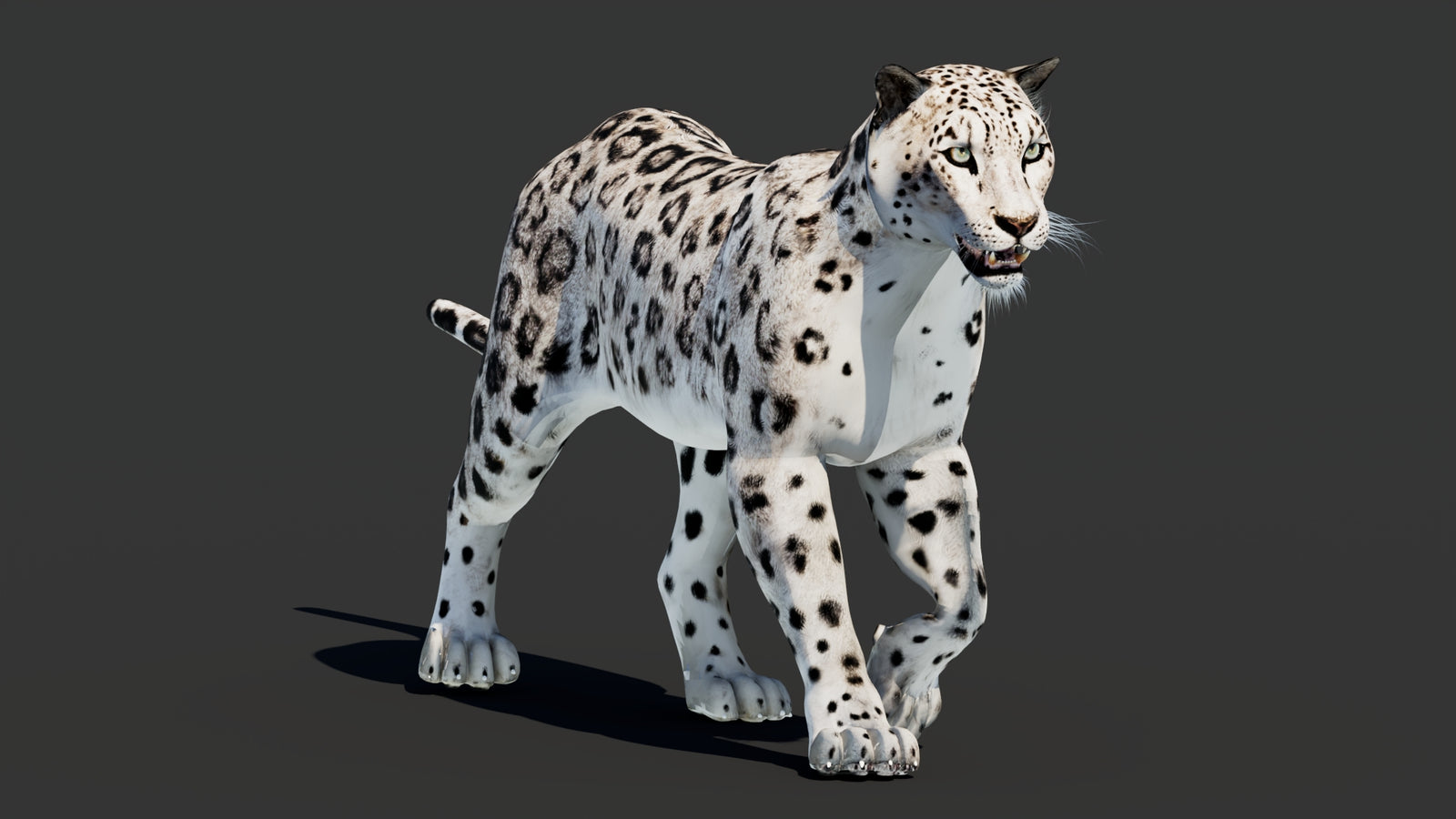 Snow Leopard 3D Model Animated 360° view 2 frame 28