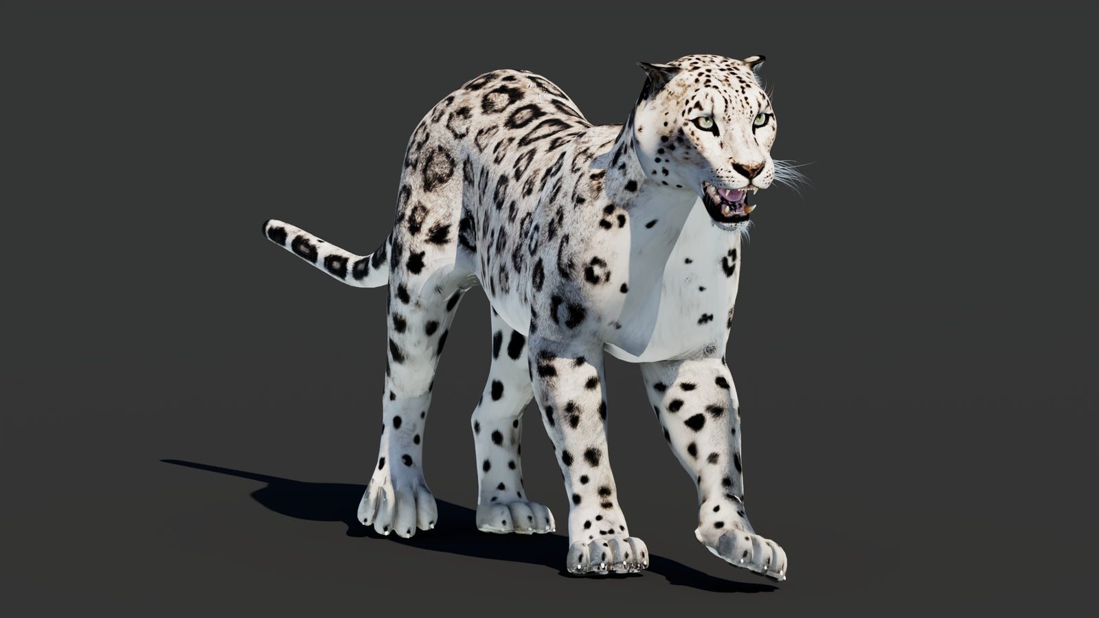 Snow Leopard 3D Model Animated 360° view 2 frame 37