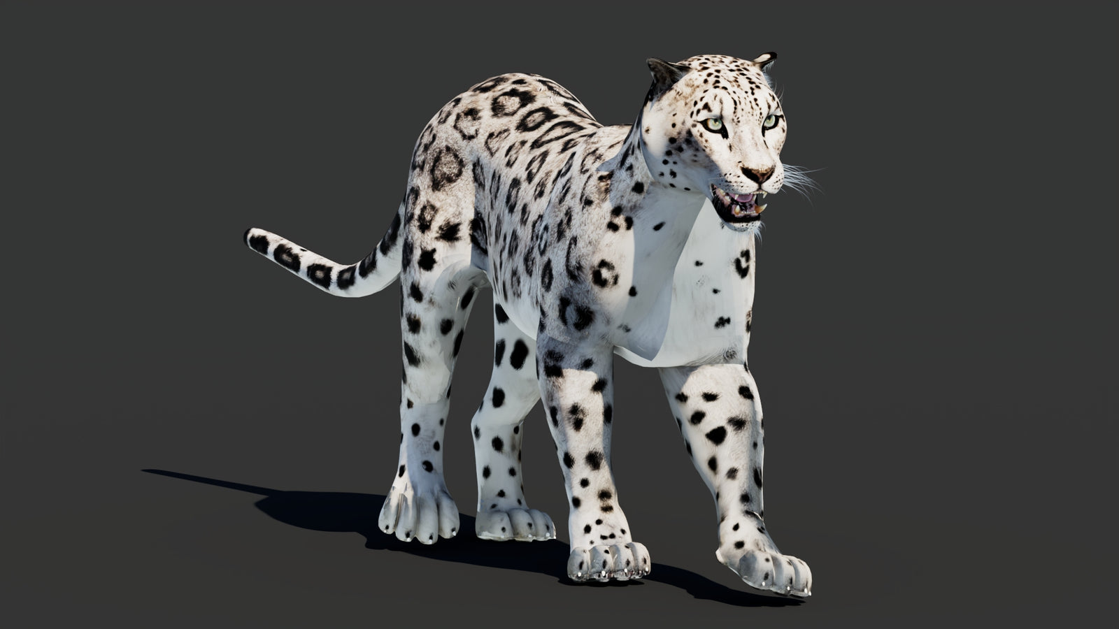 Snow Leopard 3D Model Animated 360° view 2 frame 39