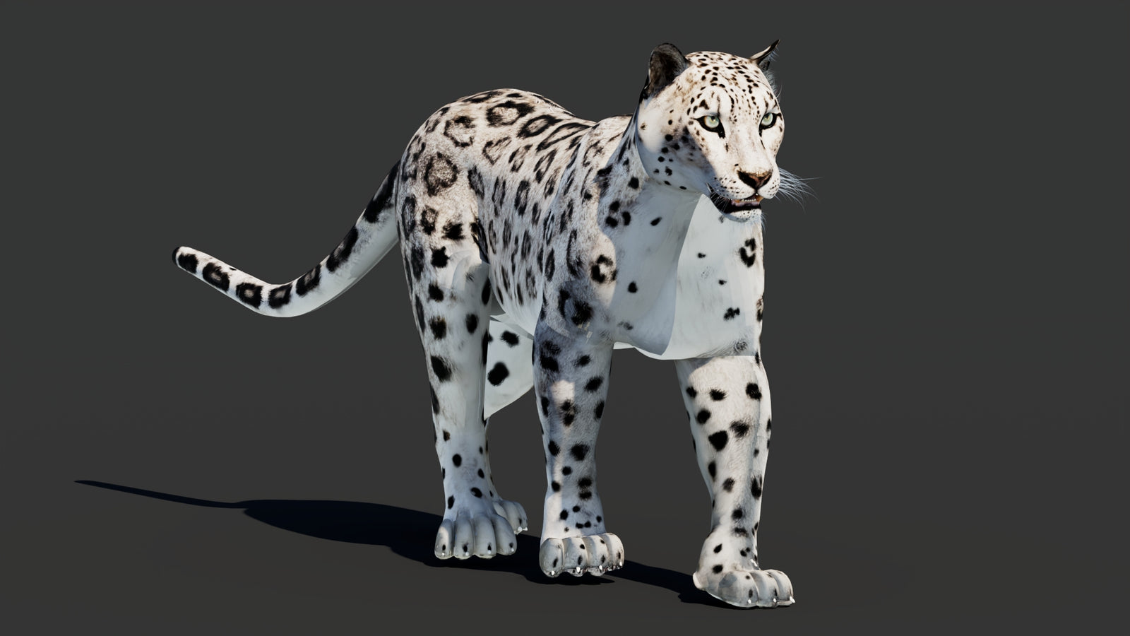 Snow Leopard 3D Model Animated 360° view 2 frame 46