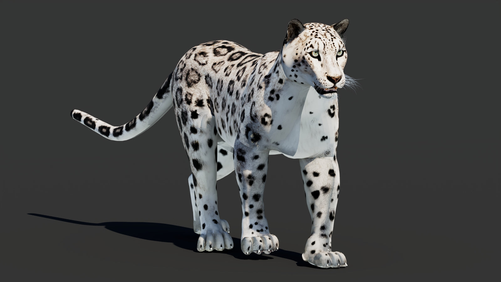 Snow Leopard 3D Model Animated 360° view 2 frame 48
