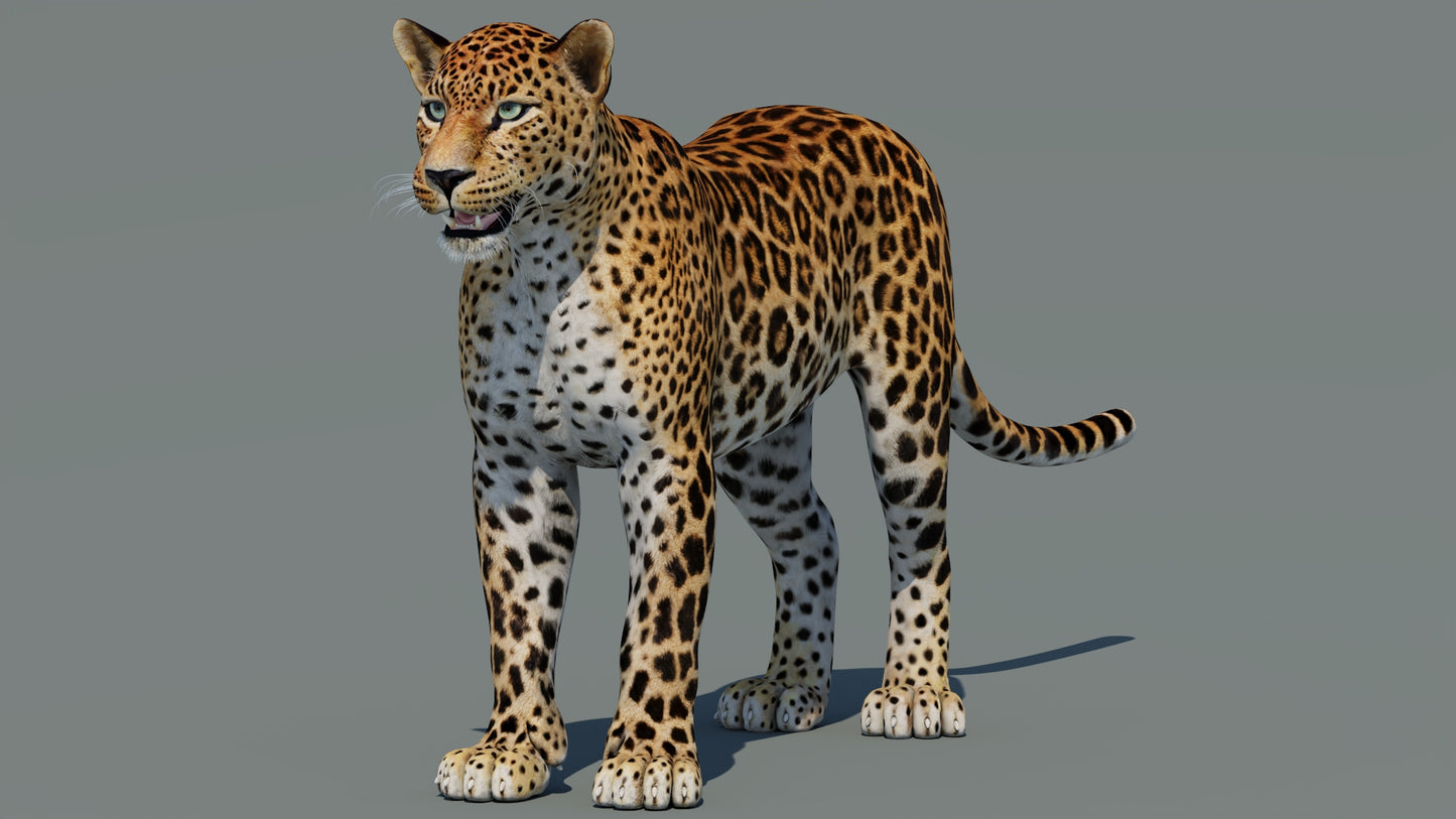 Sri Lankan Leopard 3D Model