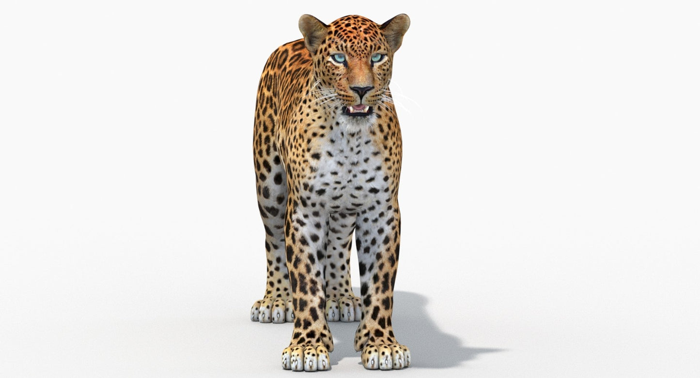 Sri Lankan Leopard 3D Model