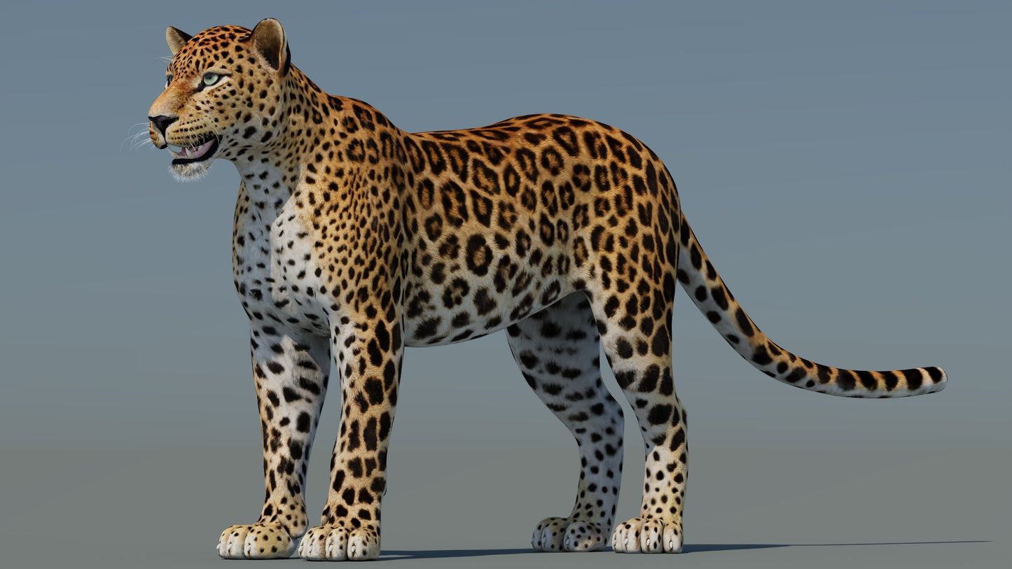 Sri Lankan Leopard 3D Model