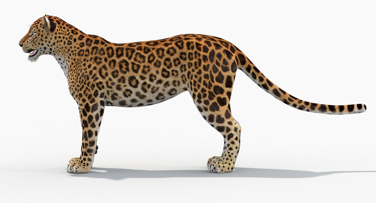 Sri Lankan Leopard 3D Model