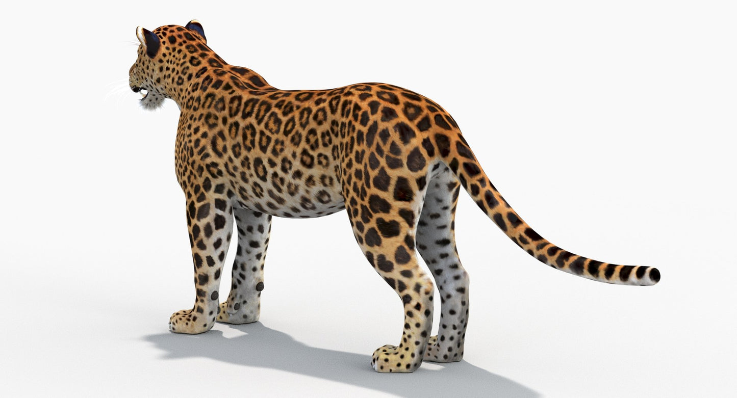 Sri Lankan Leopard 3D Model