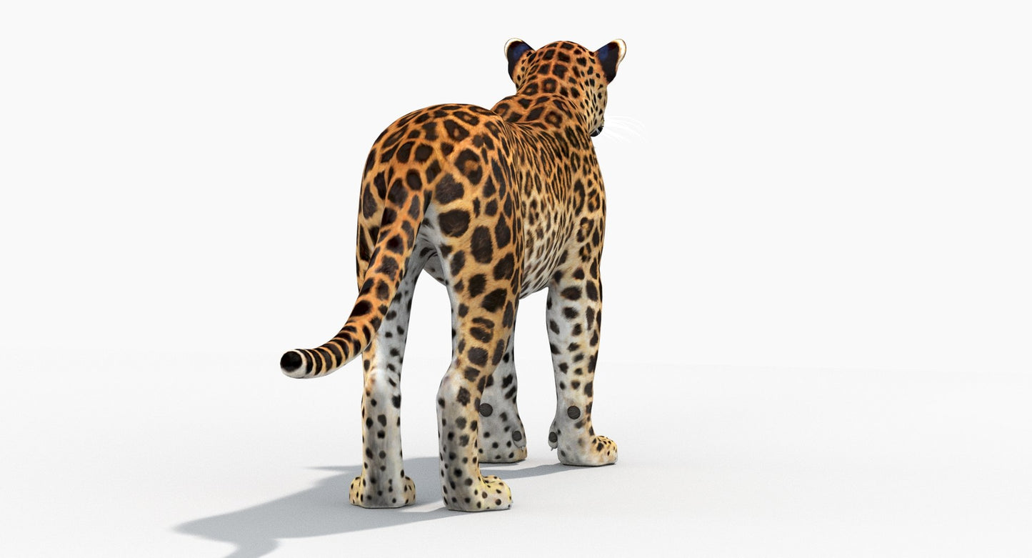 Sri Lankan Leopard 3D Model