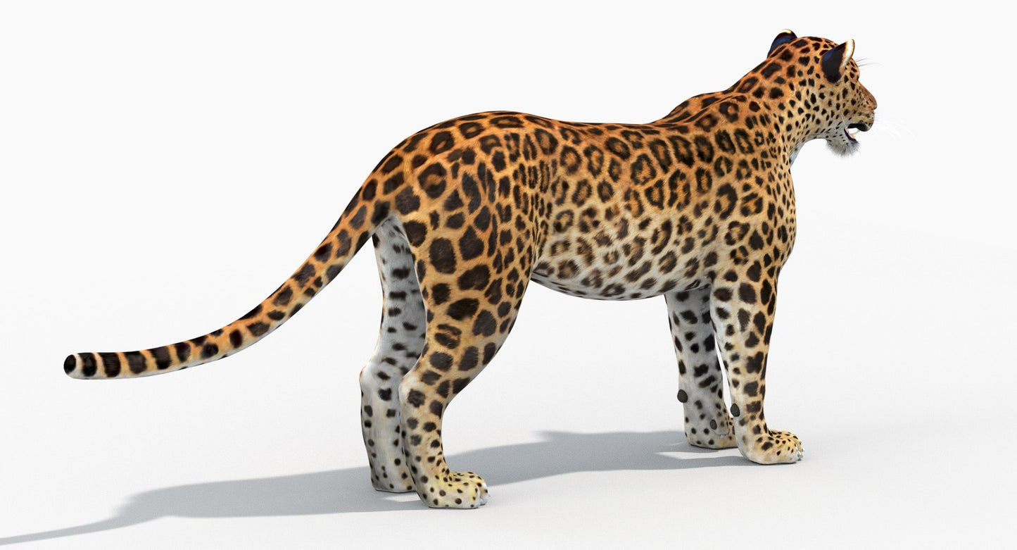 Sri Lankan Leopard 3D Model