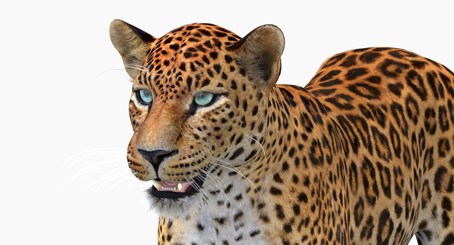 Sri Lankan Leopard 3D Model