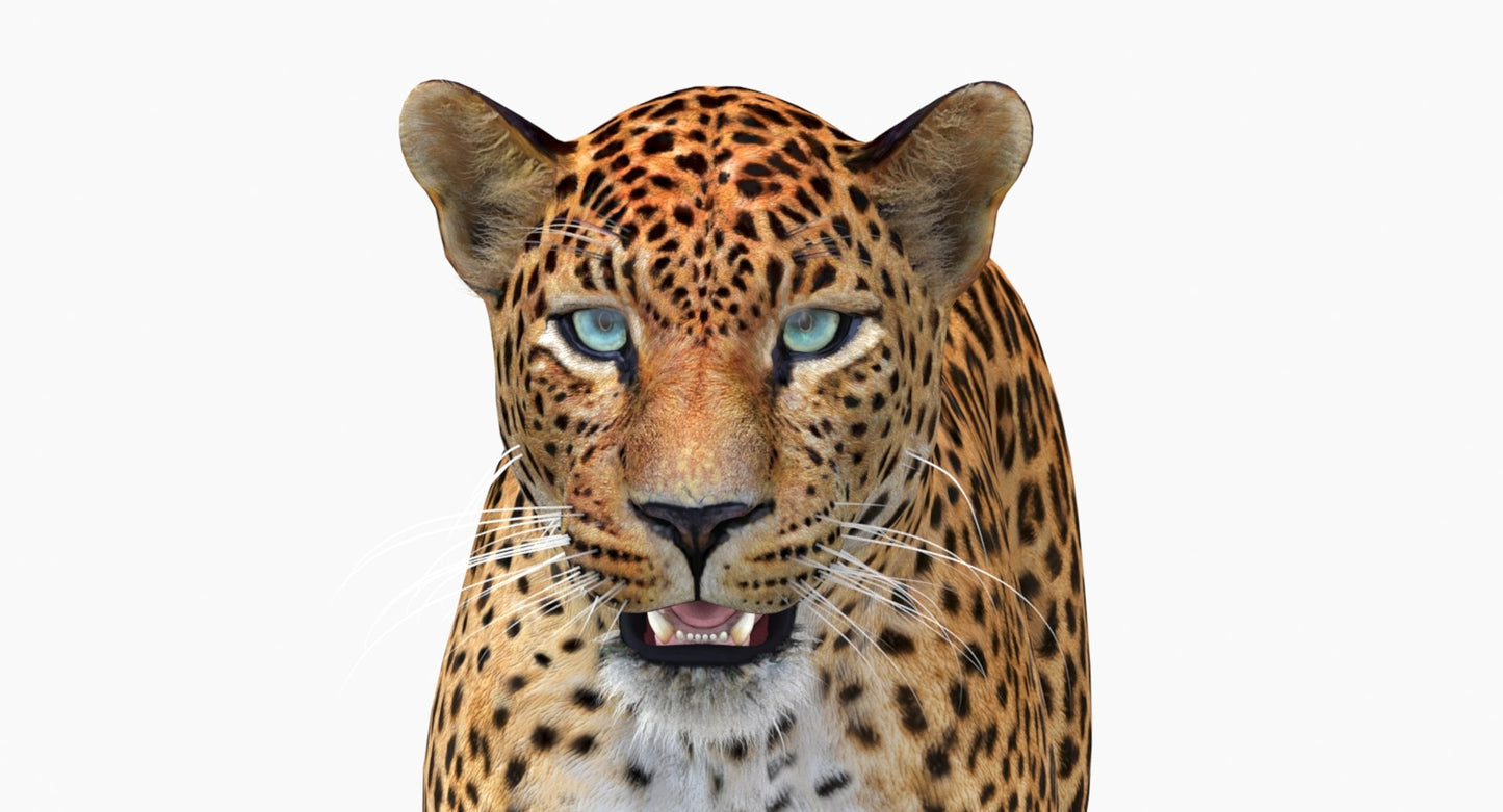 Sri Lankan Leopard 3D Model