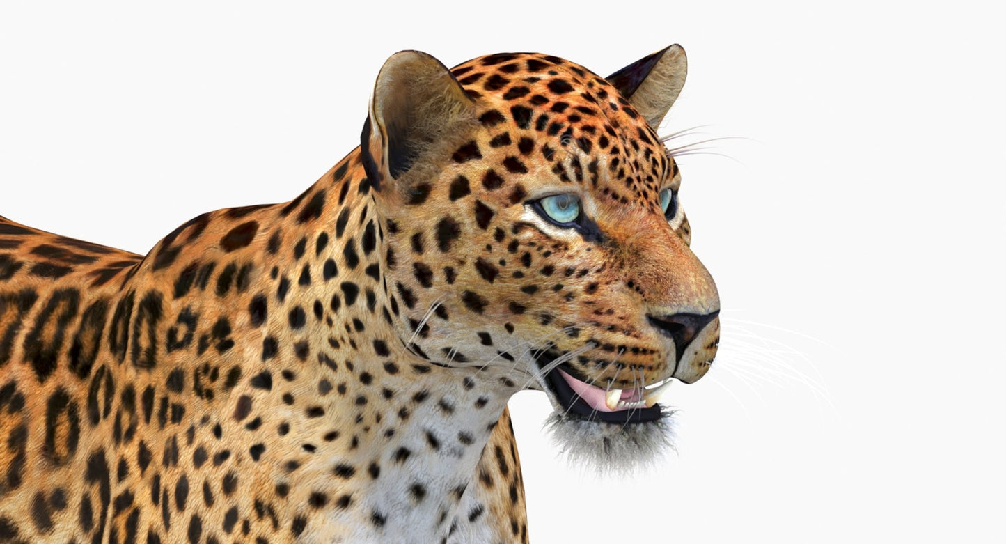 Sri Lankan Leopard 3D Model