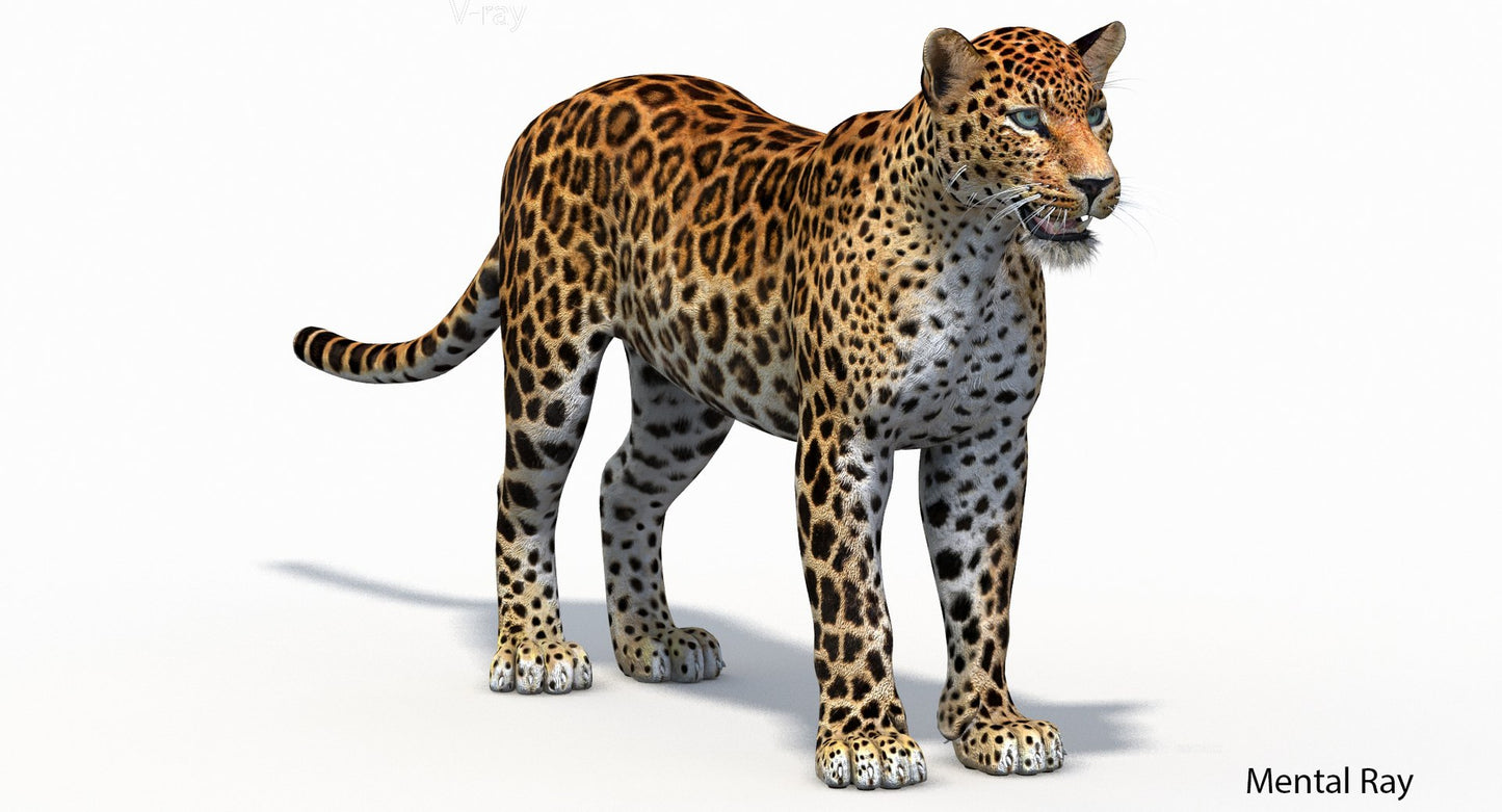 Sri Lankan Leopard 3D Model