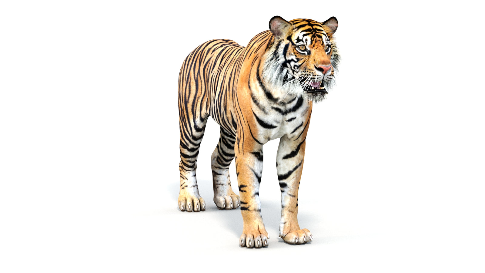 Realistic Tiger 3D Model 360° view 1 frame 2