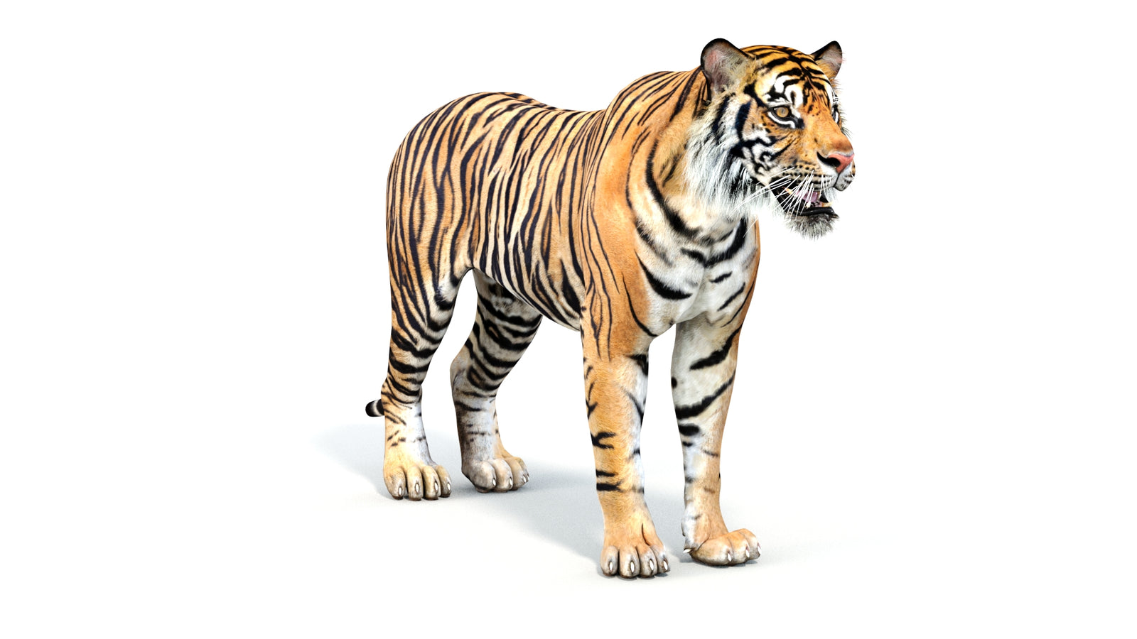 Realistic Tiger 3D Model 360° view 1 frame 3