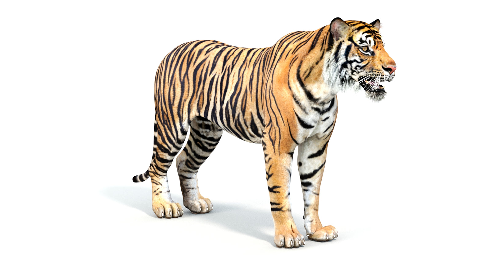 Realistic Tiger 3D Model 360° view 1 frame 4