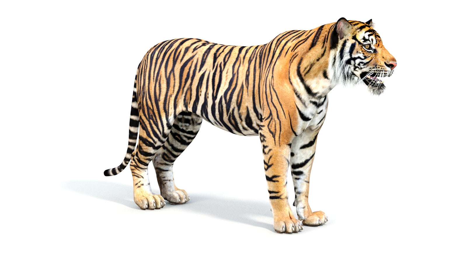 Realistic Tiger 3D Model 360° view 1 frame 5