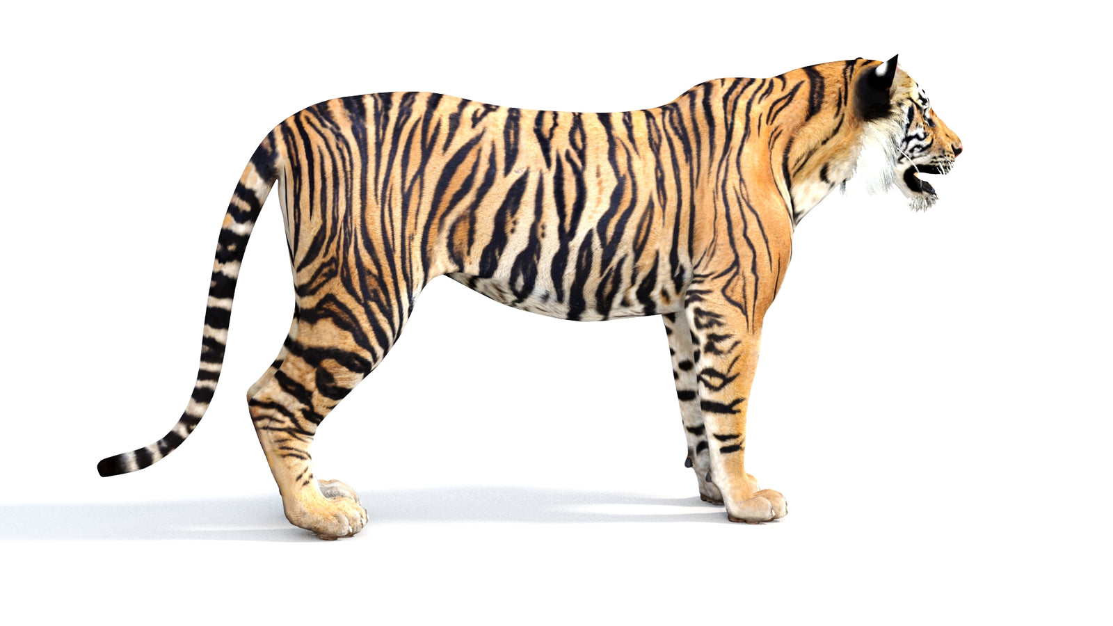 Realistic Tiger 3D Model 360° view 1 frame 10