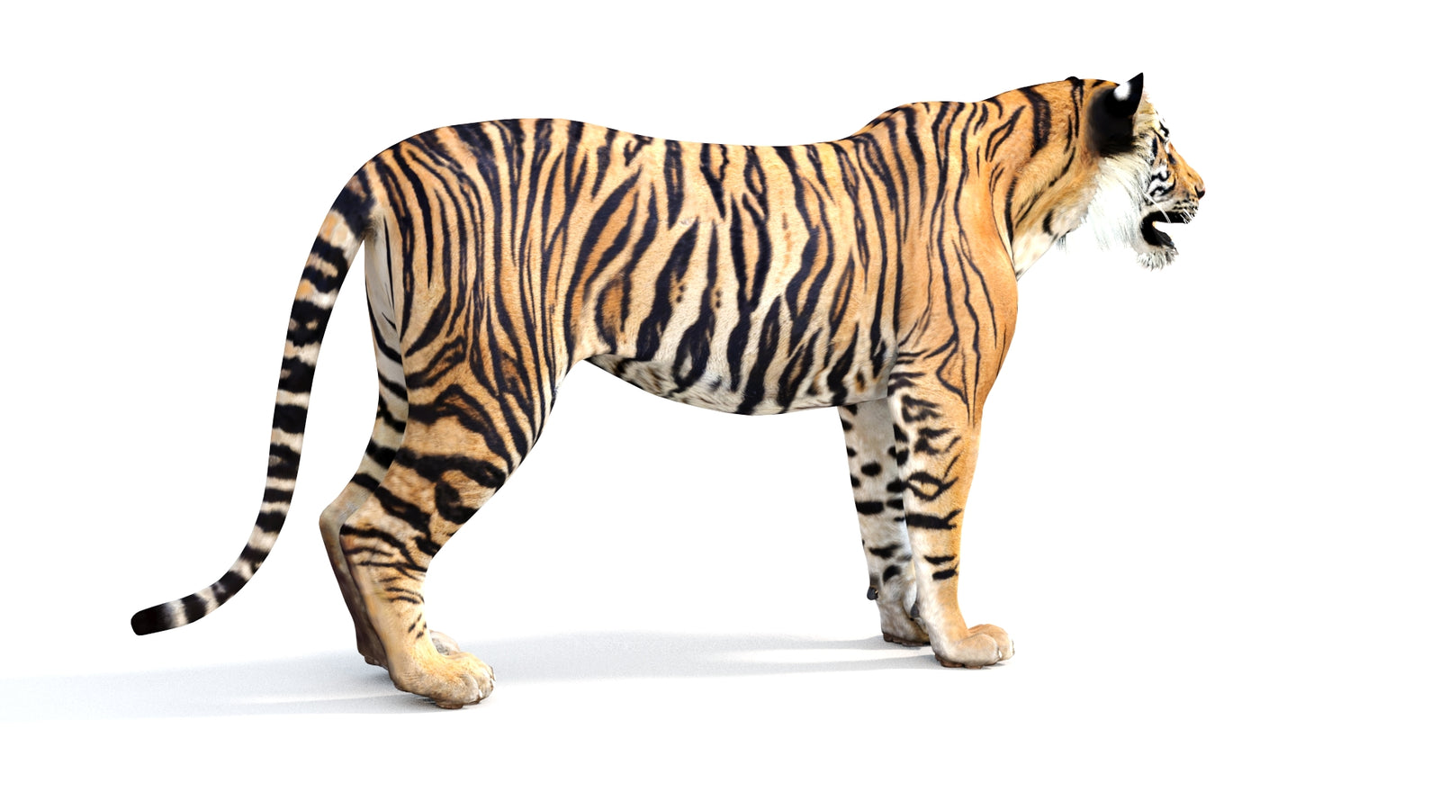 Realistic Tiger 3D Model 360° view 1 frame 11