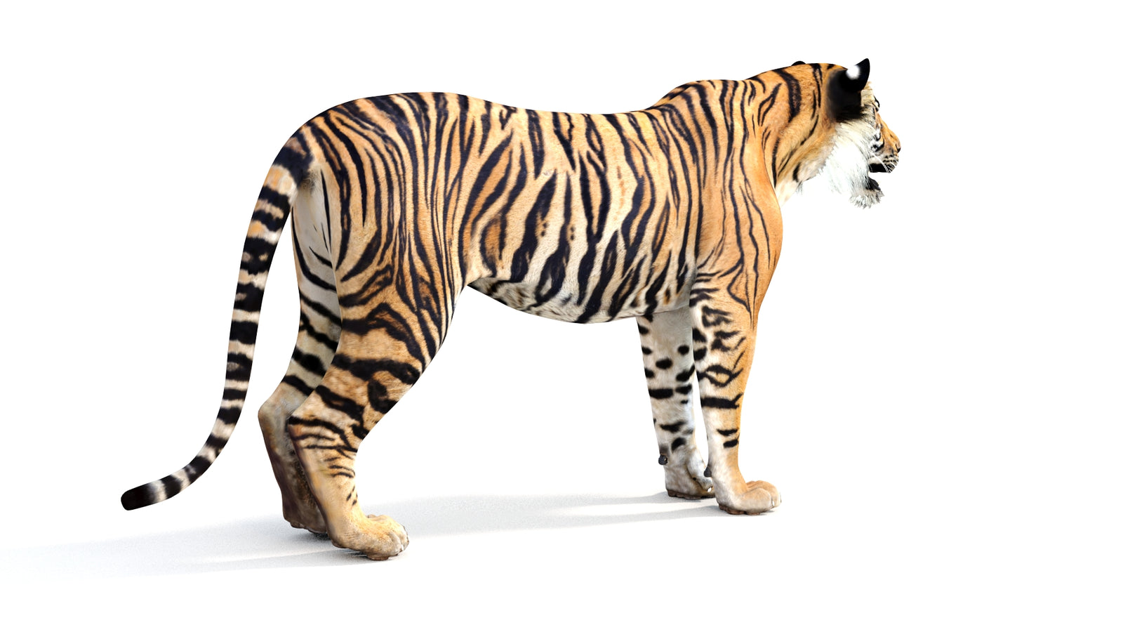 Realistic Tiger 3D Model 360° view 1 frame 12