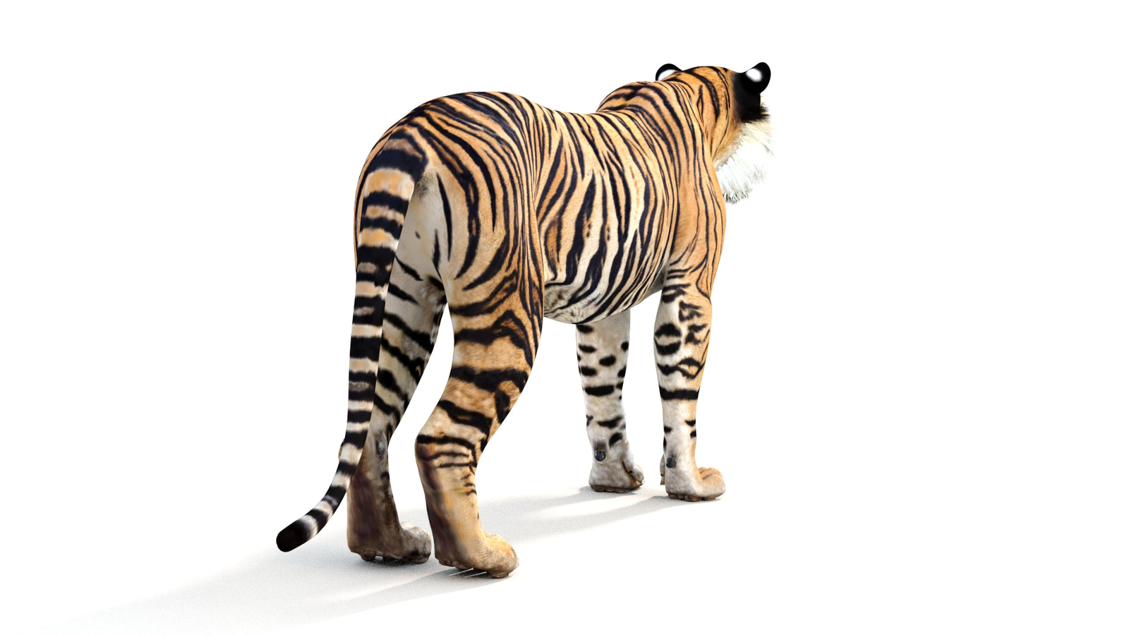 Realistic Tiger 3D Model 360° view 1 frame 15