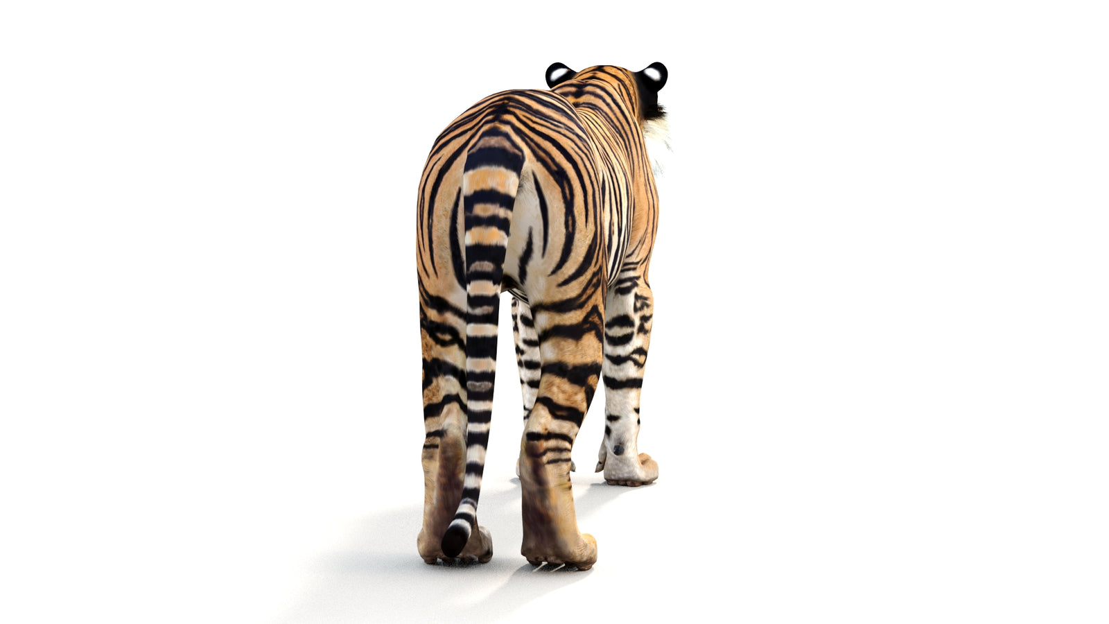 Realistic Tiger 3D Model 360° view 1 frame 17