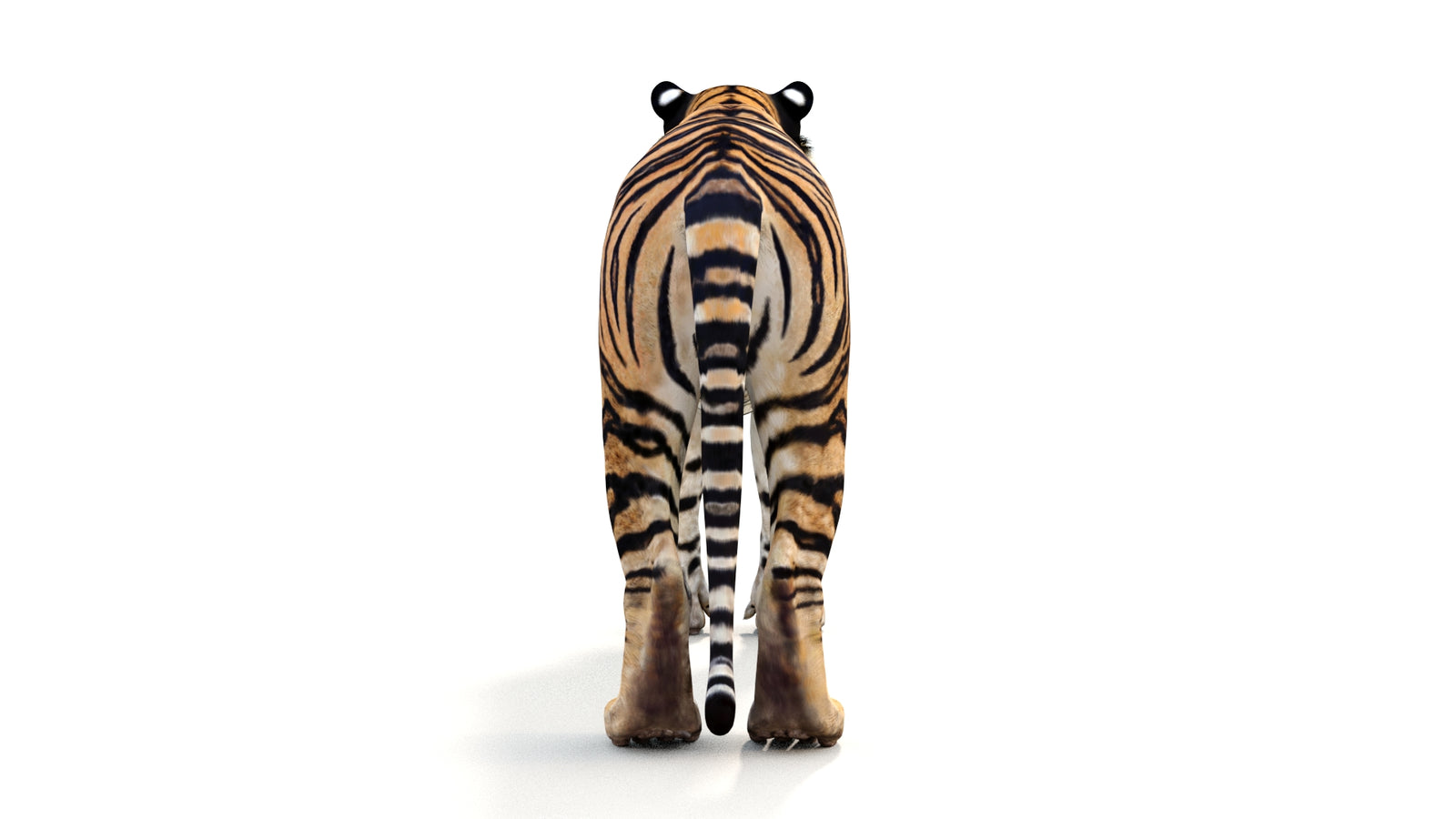 Realistic Tiger 3D Model 360° view 1 frame 18