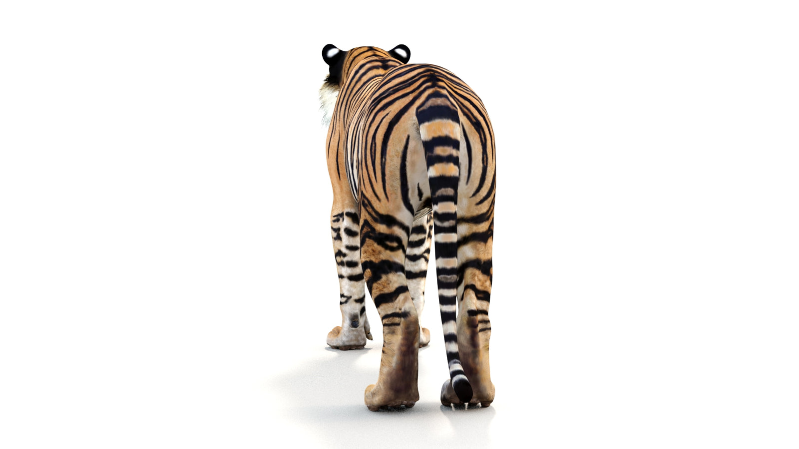 Realistic Tiger 3D Model 360° view 1 frame 19
