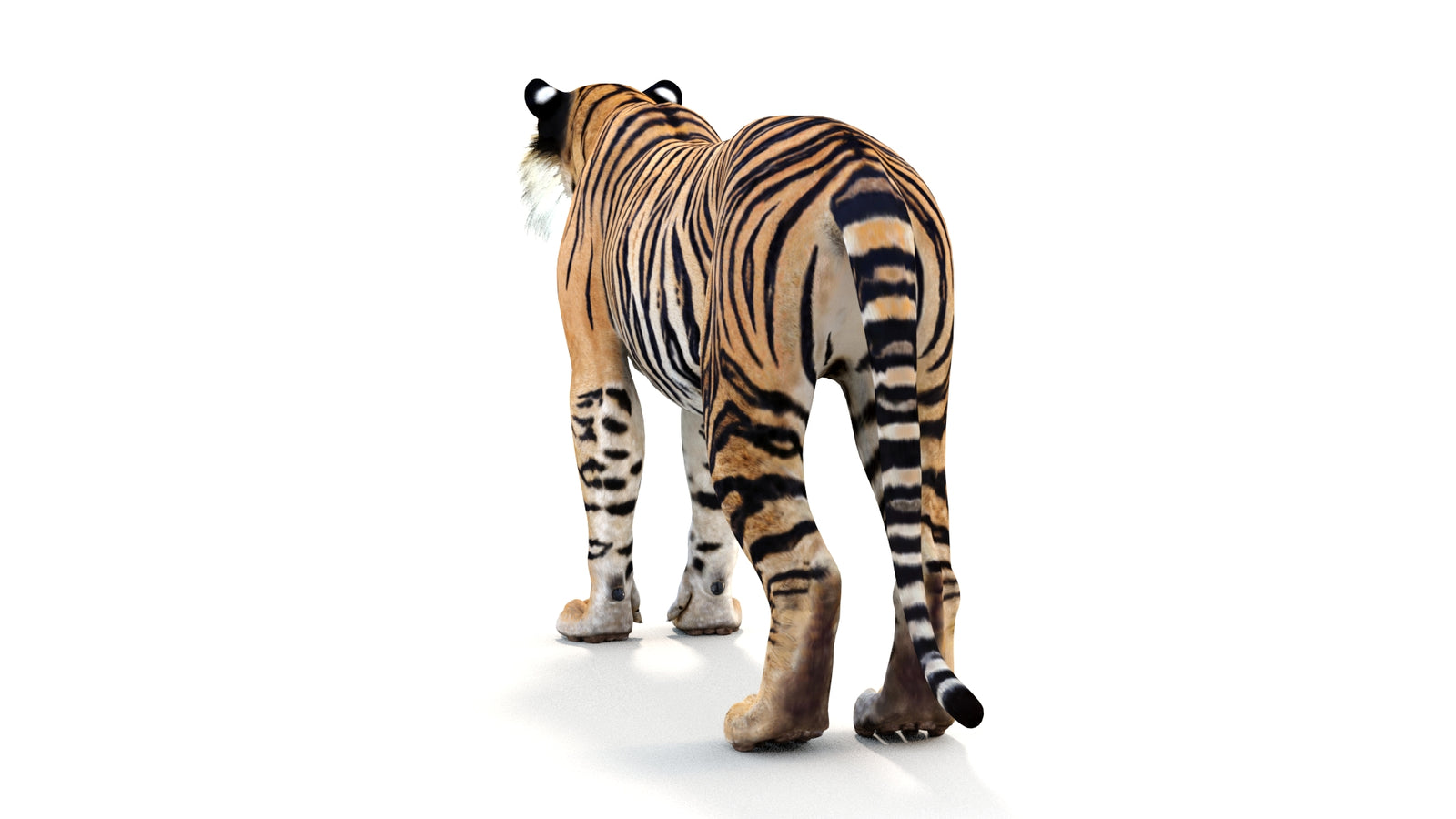 Realistic Tiger 3D Model 360° view 1 frame 20