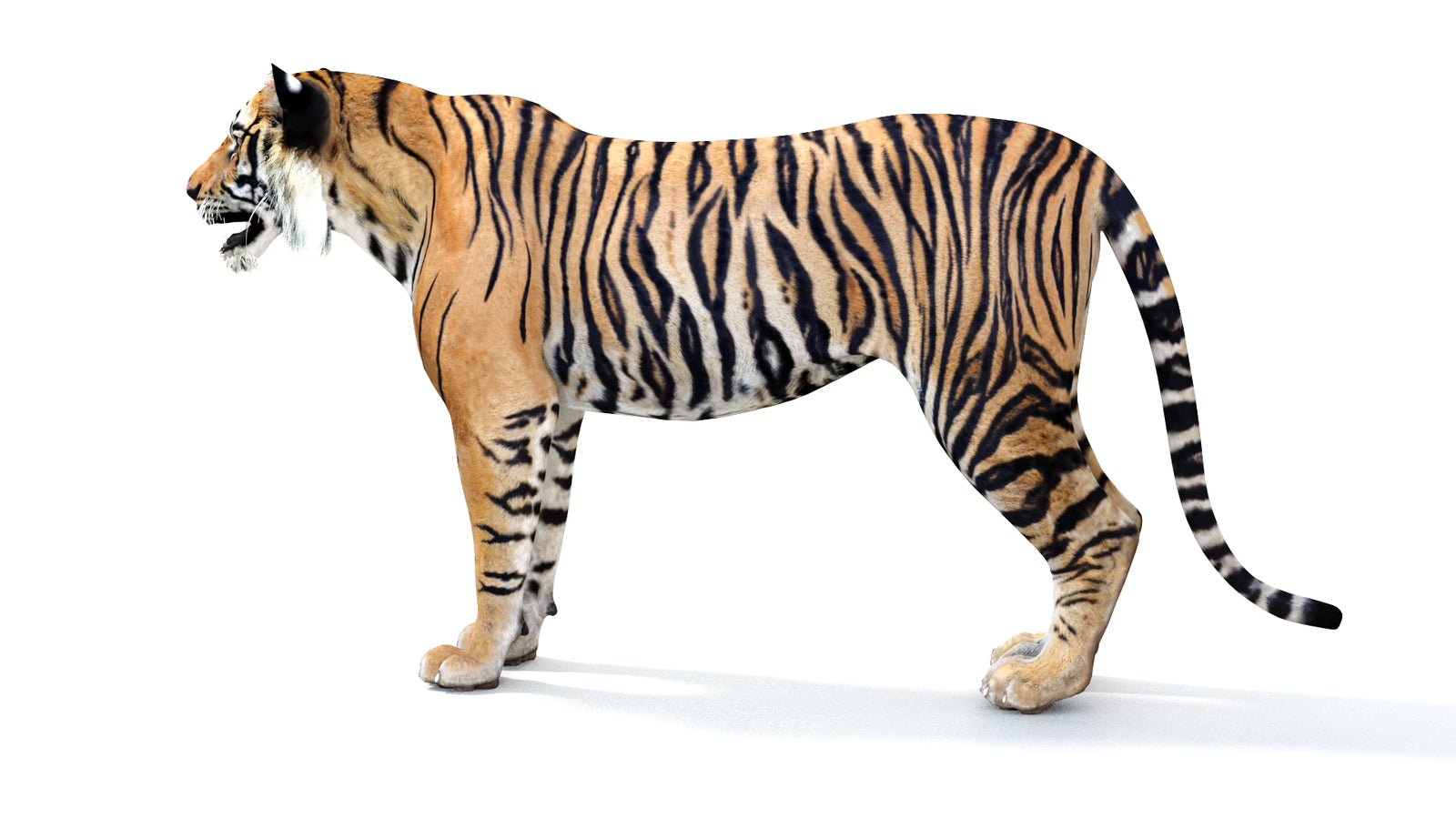 Realistic Tiger 3D Model 360° view 1 frame 26