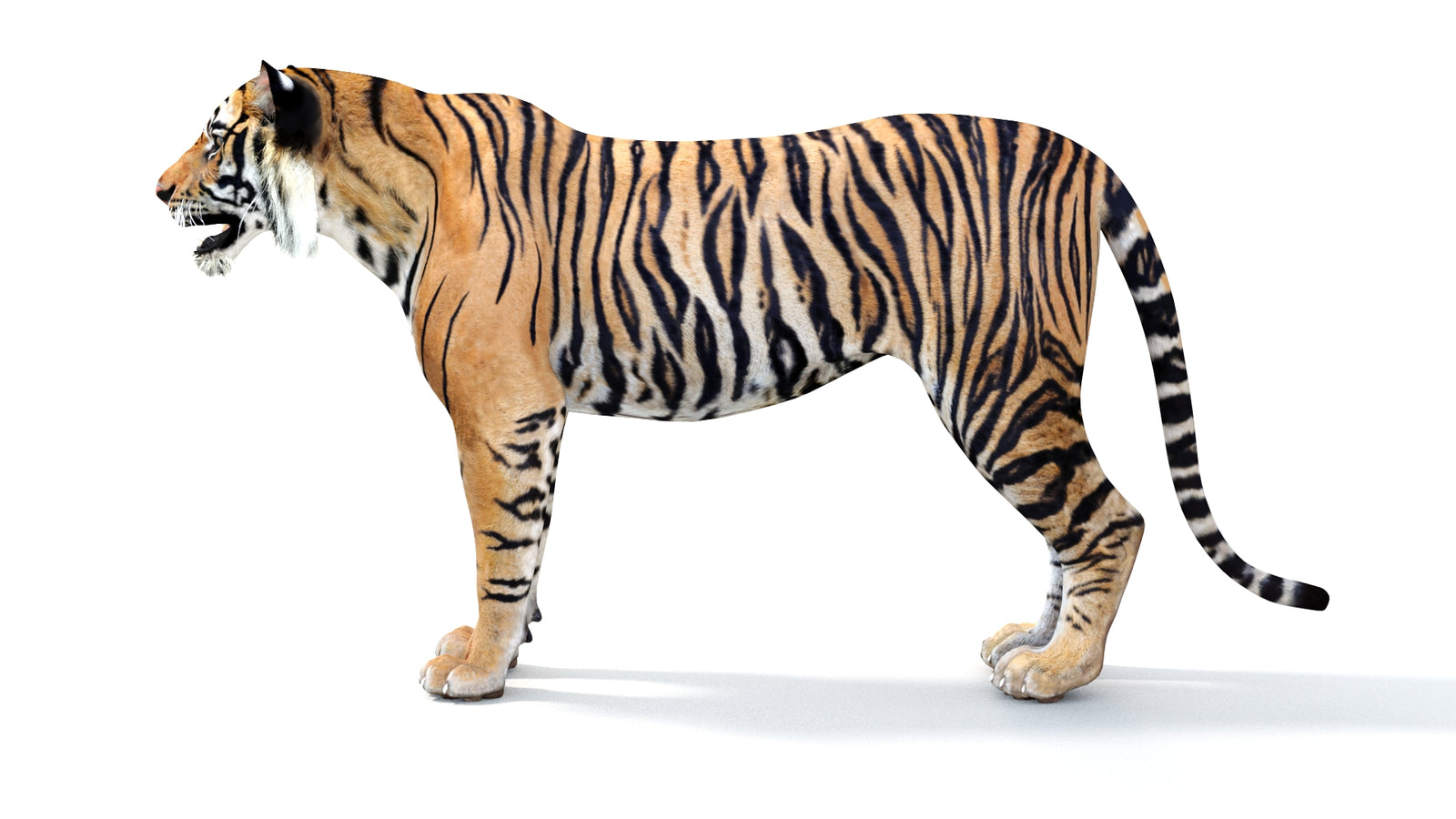 Realistic Tiger 3D Model 360° view 1 frame 27