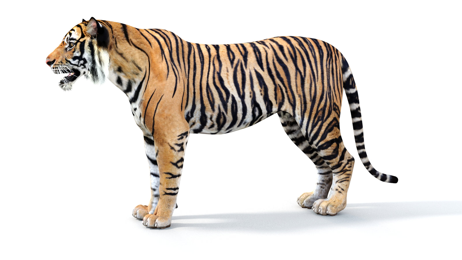 Realistic Tiger 3D Model 360° view 1 frame 29