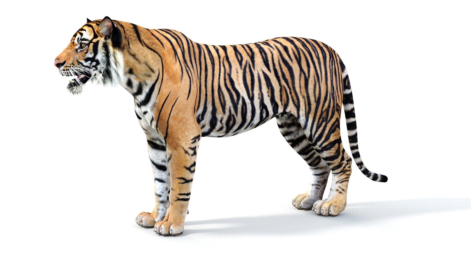 Realistic Tiger 3D Model 360° view 1 frame 30