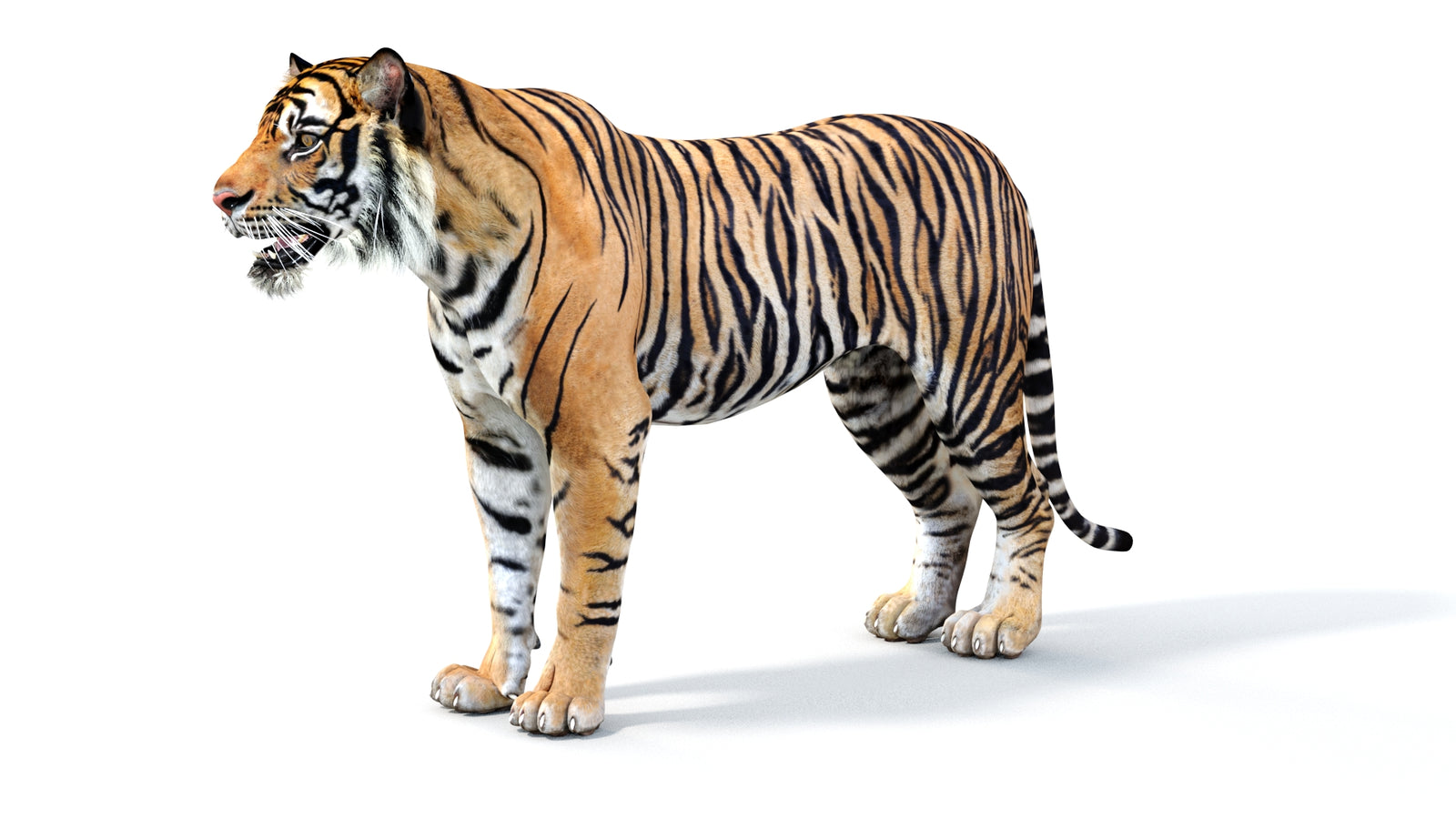 Realistic Tiger 3D Model 360° view 1 frame 31