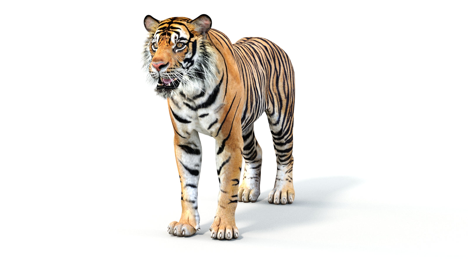 Realistic Tiger 3D Model 360° view 1 frame 34