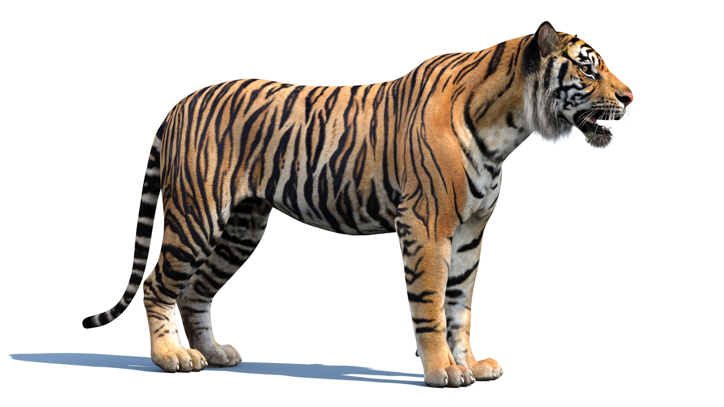 3D model tiger 3ds max, FBX, OBJ, DAE