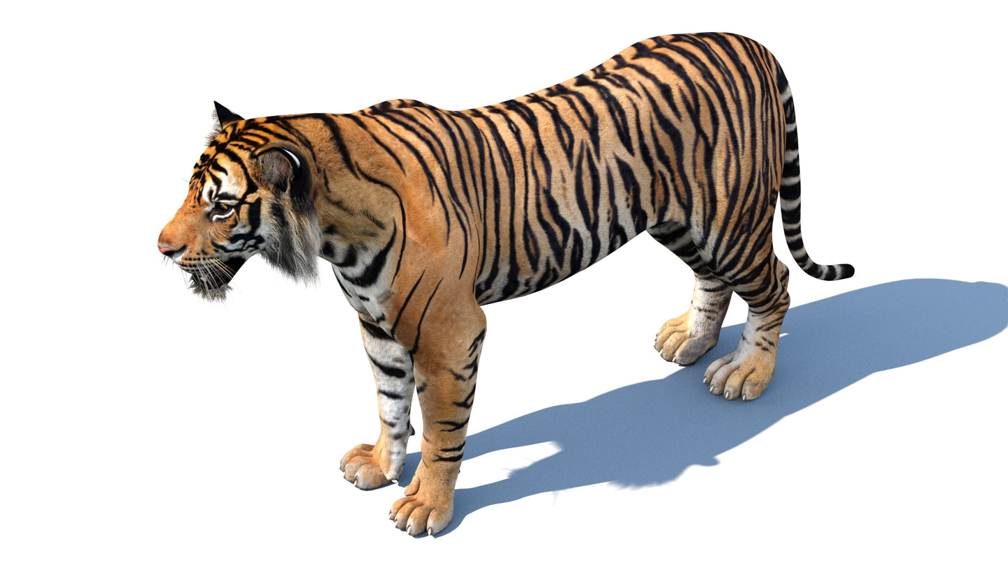 3D rendered tiger on a white background