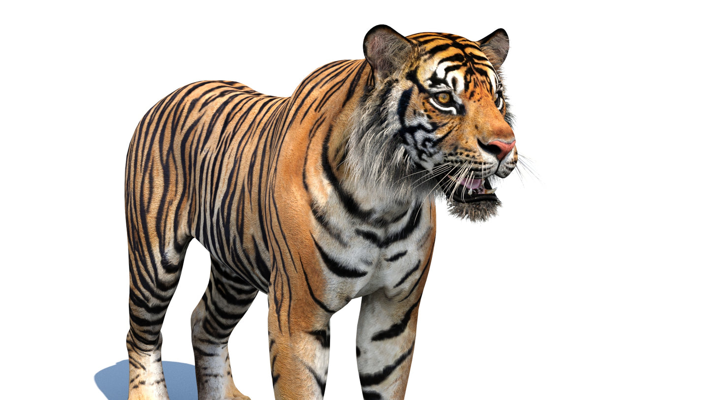 Tiger 3D Model on a white background