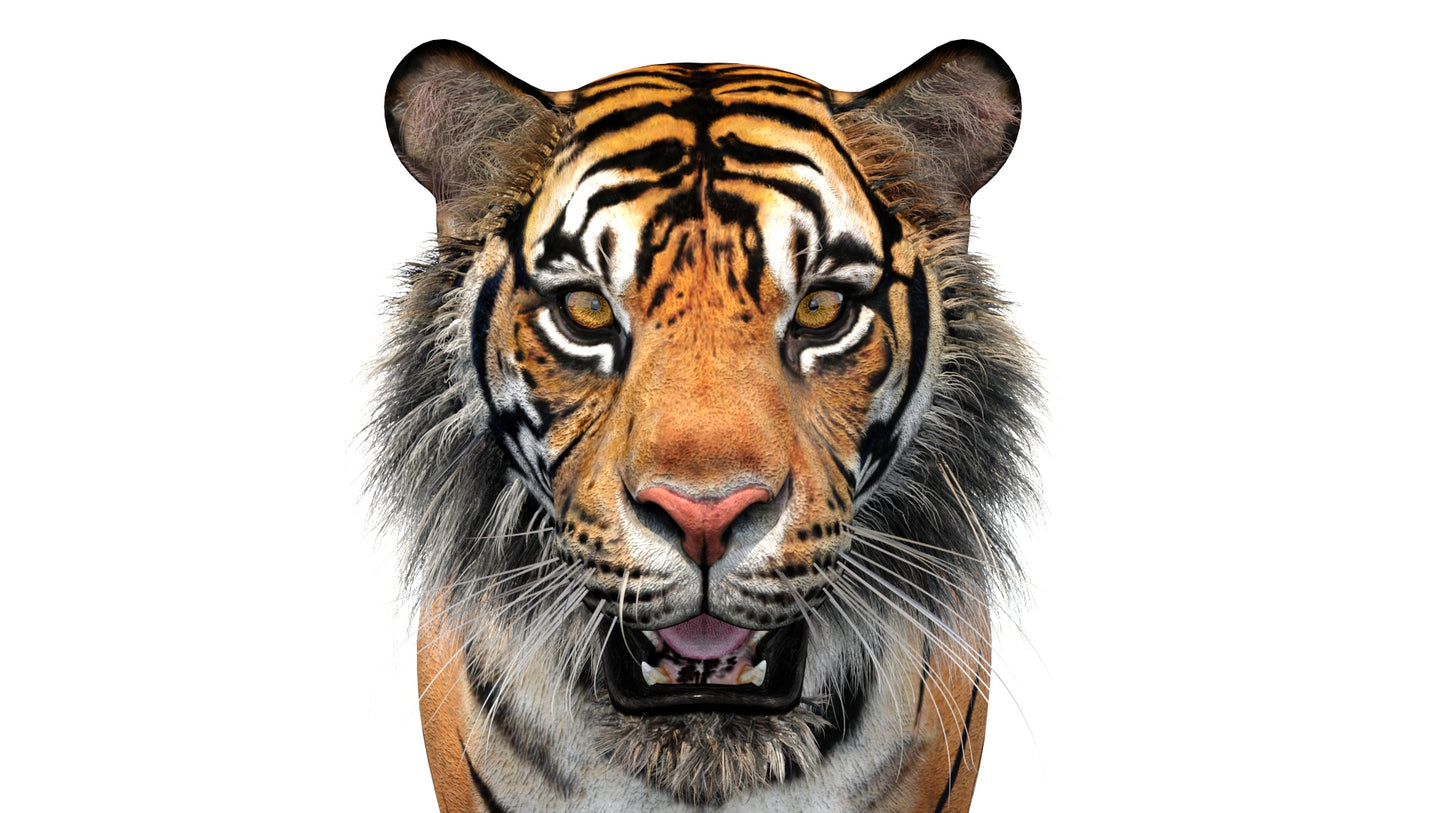 Close-up of a tiger's face on a white background - Front View