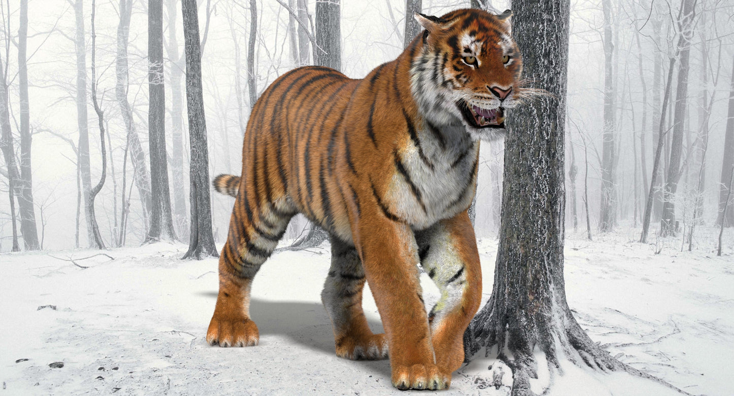 Tiger Animated 3D Model with Fur