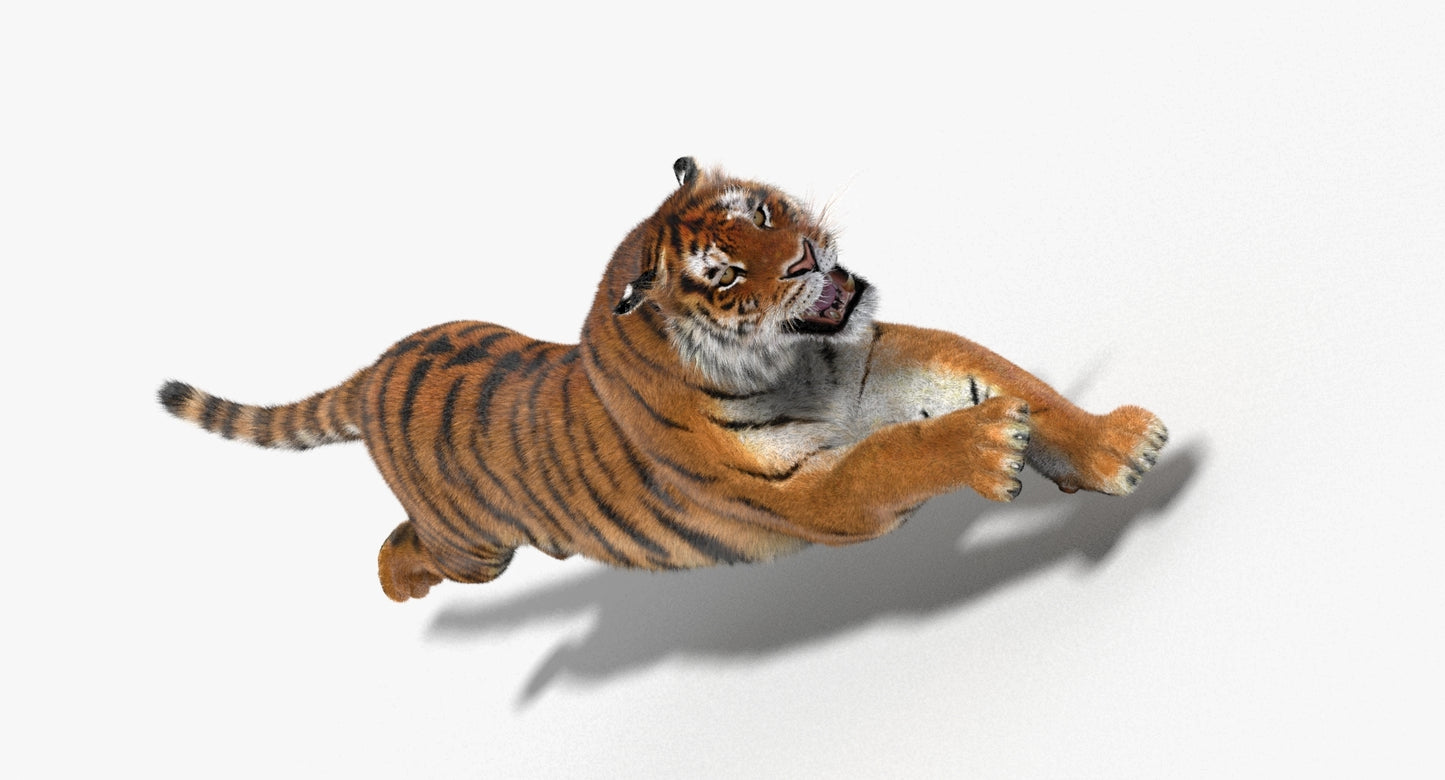 Tiger Animated 3D Model with Fur