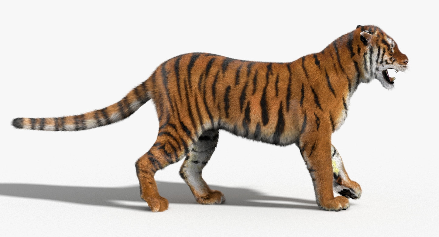 Tiger Animated 3D Model with Fur
