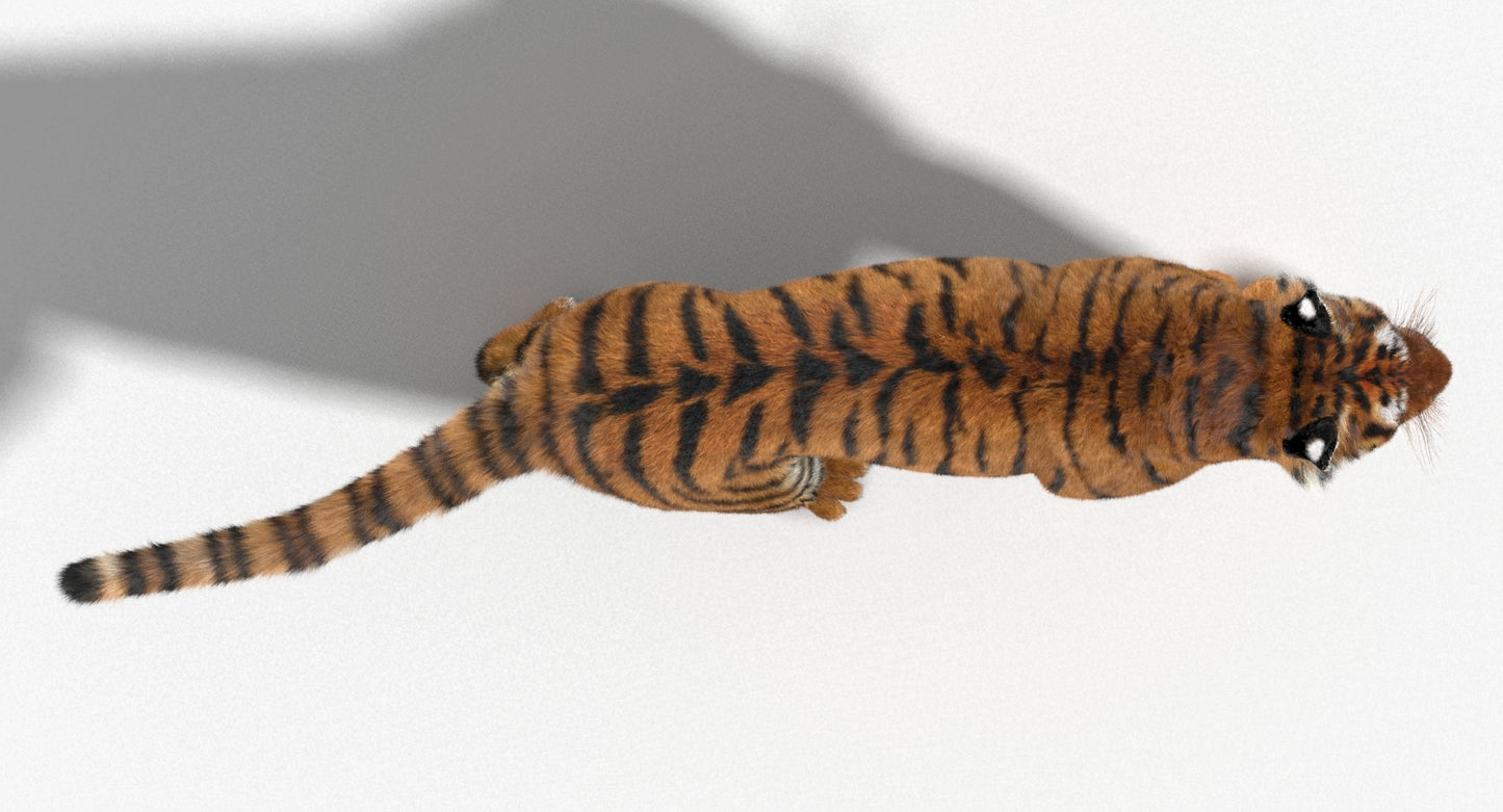 Tiger Animated 3D Model with Fur