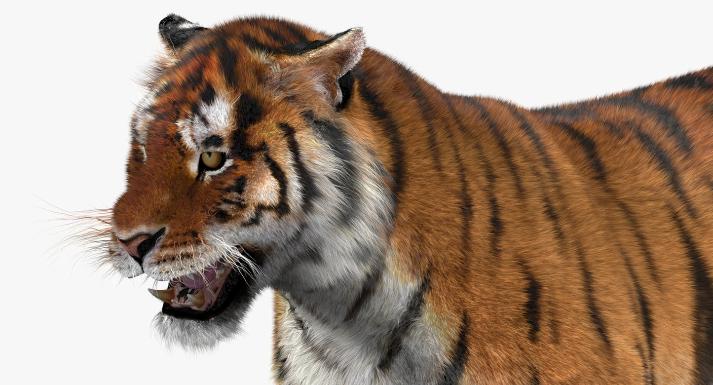 Tiger Animated 3D Model with Fur