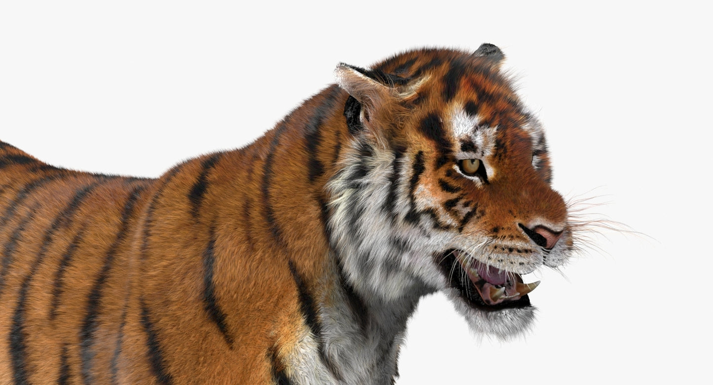 Tiger Animated 3D Model with Fur