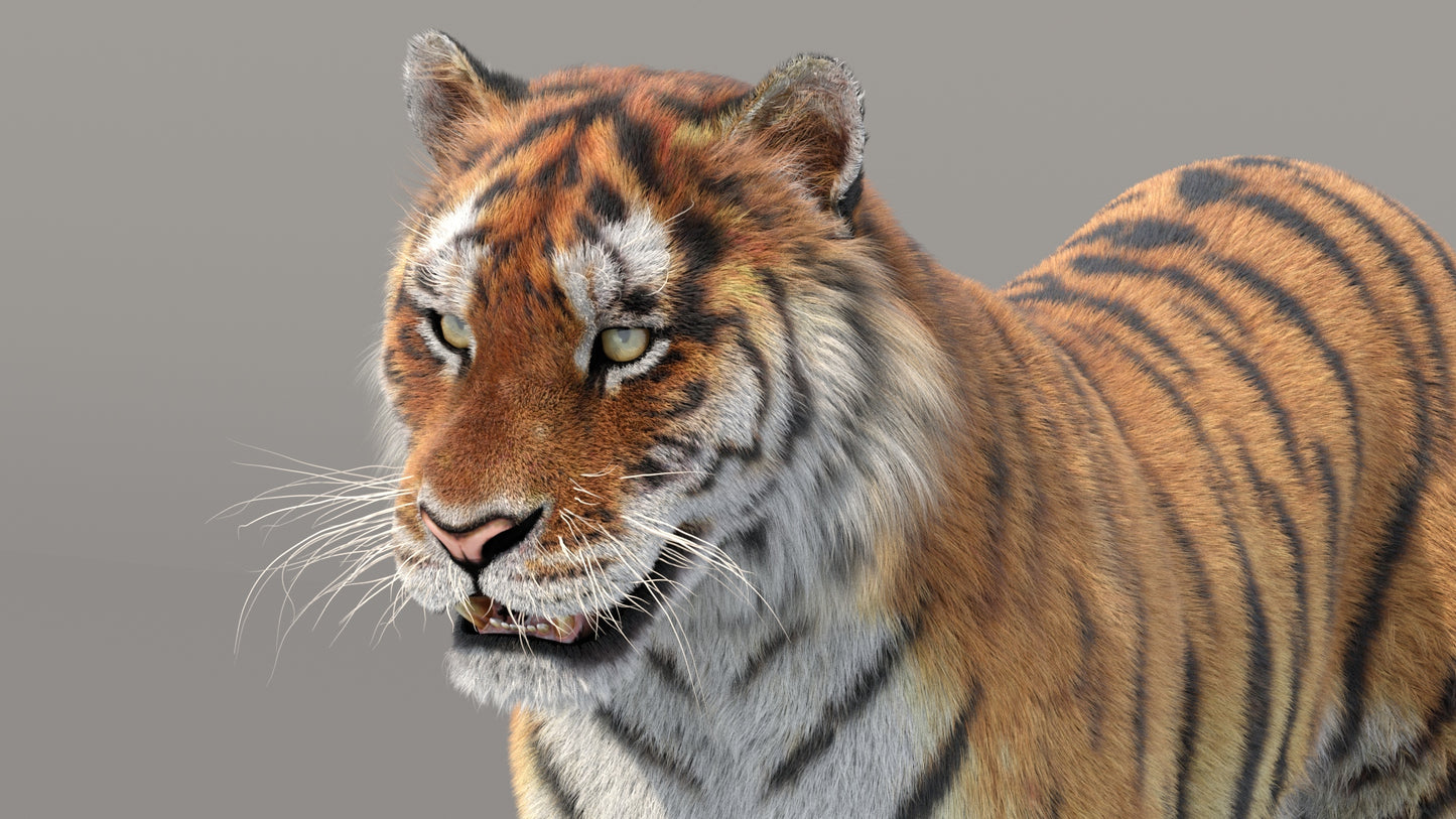 Siberian Tiger 3D Model Fur